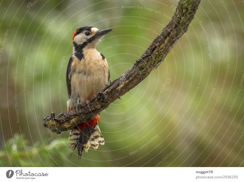 Buntspecht Umwelt Natur Tier Sonne Sonnenlicht Frühling Sommer Herbst Winter Schönes Wetter Baum Sträucher Garten Park Wald Wildtier Vogel Tiergesicht Flügel