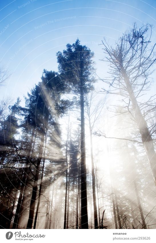 crossing the forest Ferien & Urlaub & Reisen Ausflug Berge u. Gebirge wandern Umwelt Natur Landschaft Pflanze Luft Himmel Sonne Herbst Klima Wetter Nebel Baum