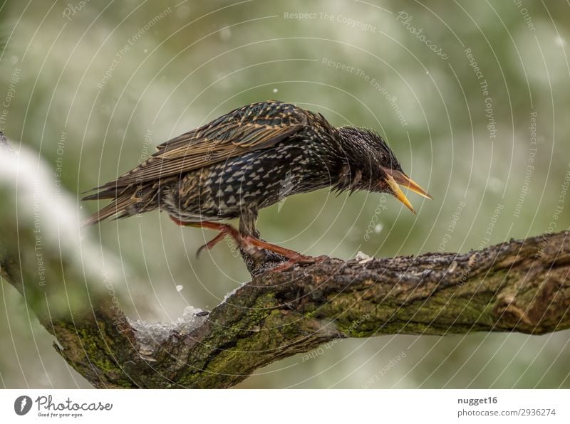 Star Umwelt Natur Tier Frühling Sommer Herbst Winter schlechtes Wetter Schnee Schneefall Pflanze Baum Sträucher Garten Park Wald Wildtier Vogel Tiergesicht