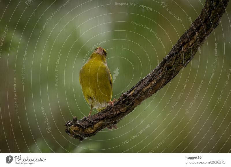 Grünfink Umwelt Natur Tier Frühling Sommer Herbst Winter Wetter schlechtes Wetter Regen Baum Sträucher Garten Park Wald Wildtier Vogel Tiergesicht Flügel