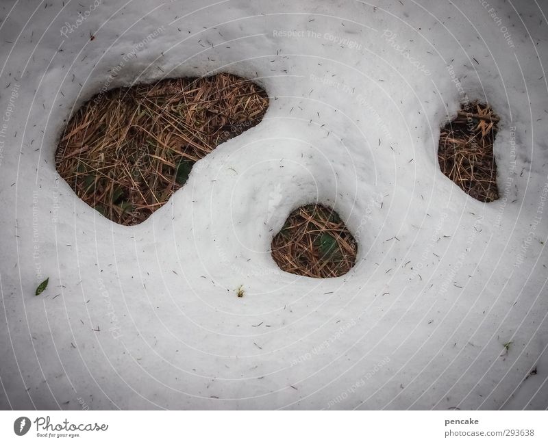 winteraustreiben Gesicht Natur Pflanze Urelemente Erde Frühling Winter Schnee Gras Zeichen einzigartig kalt listig lustig rund unten braun weiß kultig Frost