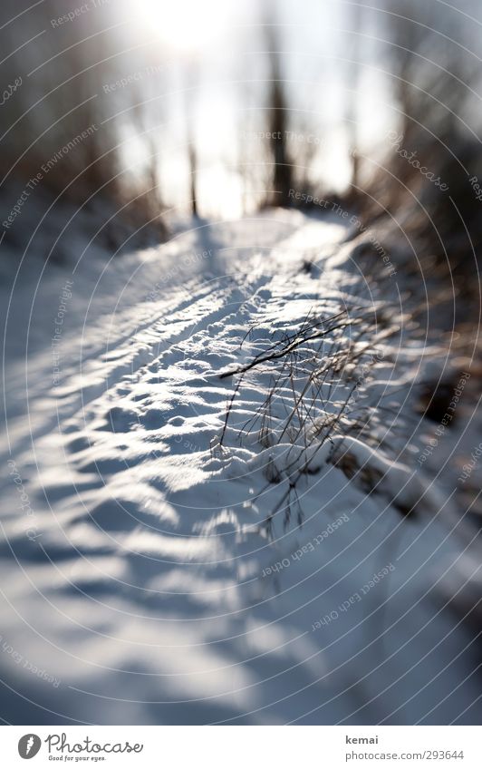 Das Licht wird schwächer Umwelt Natur Landschaft Pflanze Winter Schönes Wetter Eis Frost Schnee Baum Sträucher Ast Zweig Wald Hügel hell kalt weiß Spuren