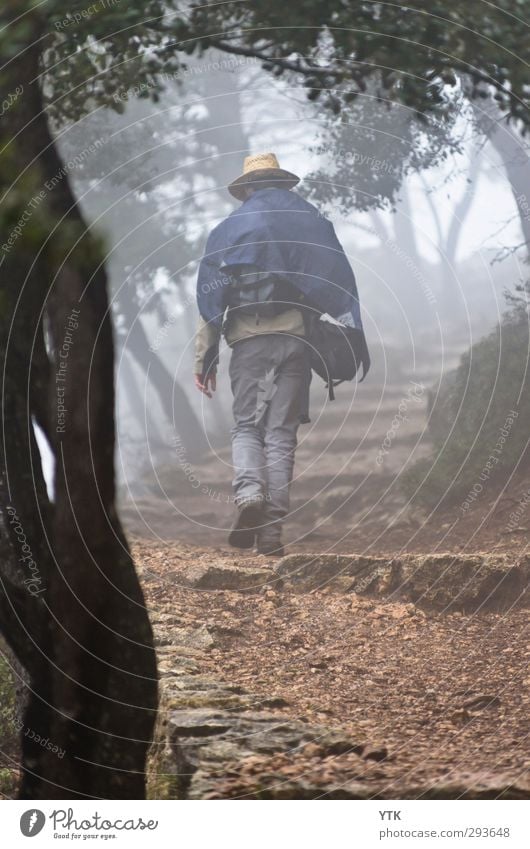 Coming out of the Fog Mensch maskulin Junger Mann Jugendliche Erwachsene Rücken Beine Fuß 1 18-30 Jahre Umwelt Natur Pflanze Urelemente Erde Luft Klima