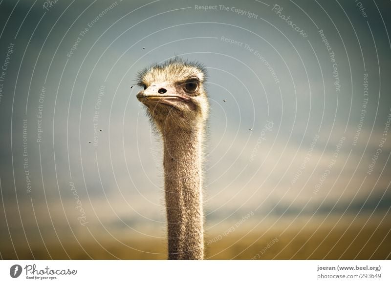 Guck mal! Tier Wildtier Strauß 1 Blick Tarangire Serengeti Ngorongoro-Krater Afrika Tansania ernst skeptisch Vogel Hals lang Fliege Farbfoto Außenaufnahme