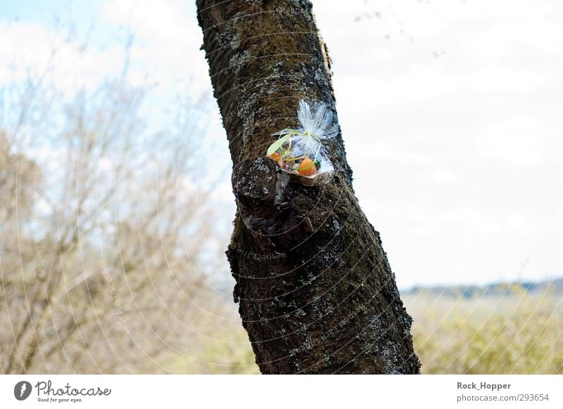 Osterbaum Eier Bioprodukte Garten Feste & Feiern Ostern Himmel Wolken Baum Moos Ast Kirschbaum Baumrinde Nest Osterei blau braun gelb grün Glaube Farbfoto