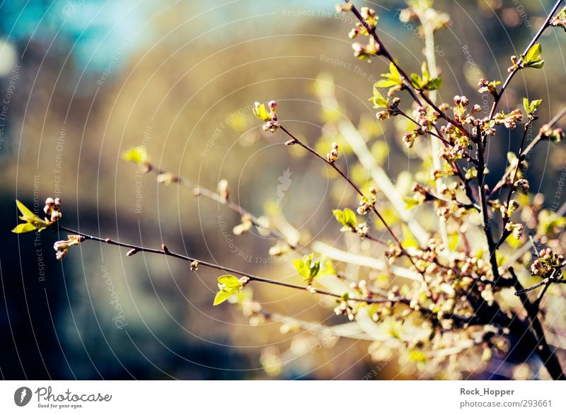 Frühlingsboten Erholung ruhig Garten Pflanze Sträucher Blütenknospen Blatt Ast Blühend Wachstum blau braun gelb grün Farbfoto Außenaufnahme Menschenleer Tag