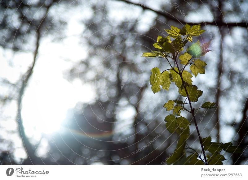 Blätter im Gegenlicht Wellness harmonisch Erholung ruhig Umwelt Natur Pflanze Himmel Sonne Sonnenlicht Blatt Grünpflanze regenbogenfarben Garten Park genießen