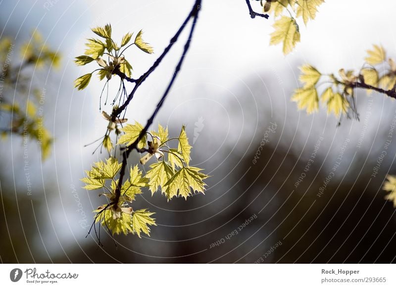 Strahlende Blätter harmonisch Erholung ruhig wandern Garten Umwelt Natur Pflanze Himmel Sonnenlicht Ast Blatt Park Wald leuchten Wachstum blau braun grün