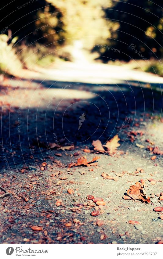 Eichelweg Ausflug wandern Joggen Umwelt Natur Pflanze Erde Sand Herbst Baum Grünpflanze Eicheln Eichenblatt Park Wald Hügel Berge u. Gebirge Mittelgebirge