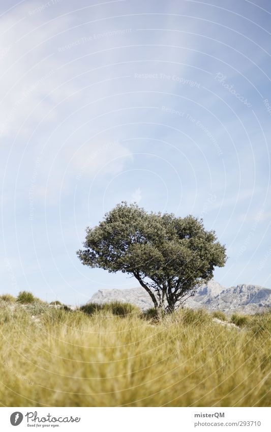 out of the way. Kunst Abenteuer ästhetisch Natur Baum Spanien Mallorca wandern sommerlich Sommerurlaub abgelegen einzeln gehen Olivenbaum Gedeckte Farben