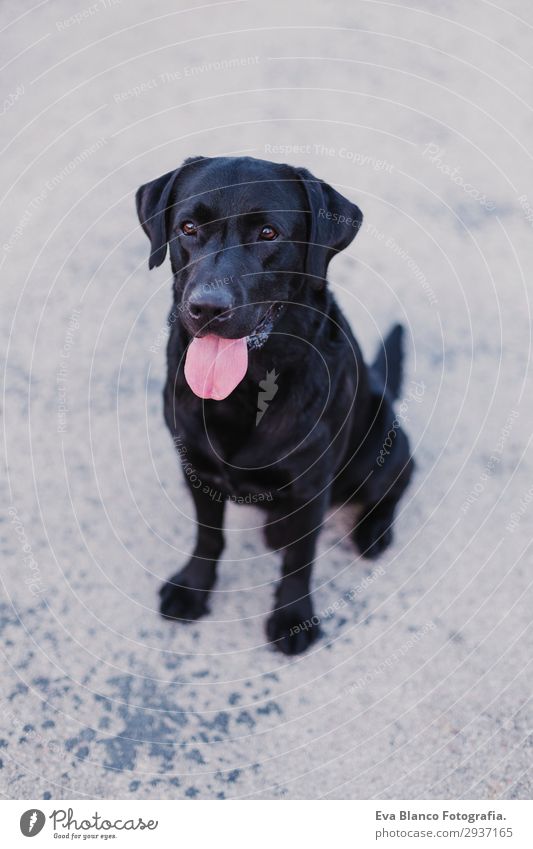 Porträt eines schönen schwarzen Labradors im Freien Lifestyle elegant Freude Glück Spielen Sommer Freundschaft Erwachsene Tier Sonnenaufgang Sonnenuntergang