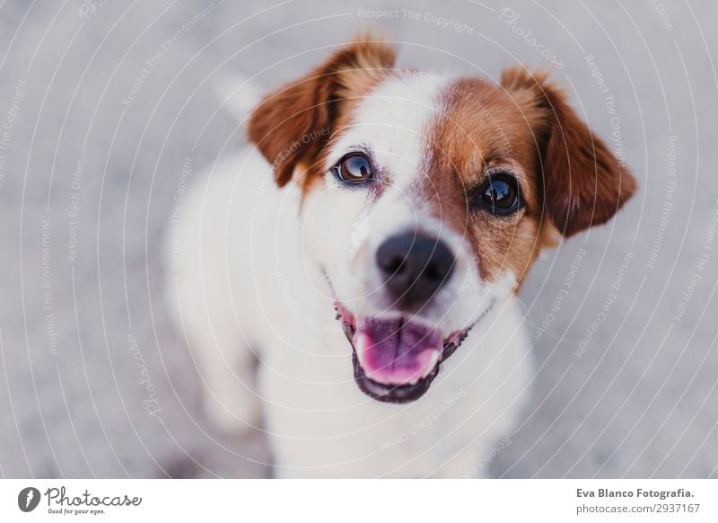 Porträt im Freien von einem süßen, glücklichen kleinen Hund Lifestyle elegant Freude Glück schön Spielen Sommer Freundschaft Erwachsene Tier Haustier 1