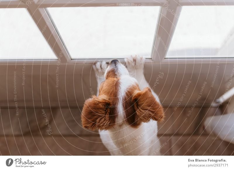 süßer kleiner Hund stehend am Fenster schauend Lifestyle Glück Erholung Sonne Haus Freundschaft Tier Sommer Haustier 1 beobachten Denken Liebe warten niedlich