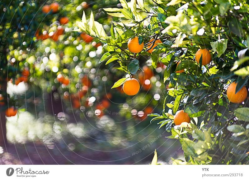 Citrus Garden I Umwelt Natur Pflanze Urelemente Luft Frühling Sommer Klima Schönes Wetter Baum Blatt Grünpflanze Nutzpflanze Garten Feld frisch Gesundheit