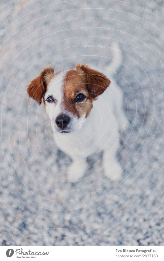 Porträt im Freien von einem süßen kleinen Hund im Freien Lifestyle elegant Freude Glück schön Spielen Sommer Freundschaft Jugendliche Tier Haustier 1 beobachten