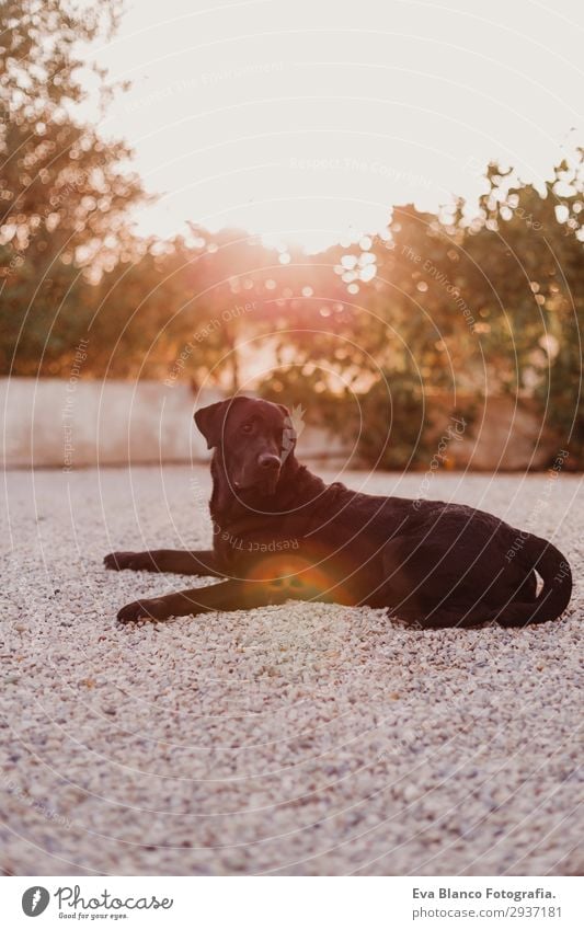 Porträt eines schönen schwarzen Labradors im Freien Freude Sommer Sonne Haus Garten Natur Tier Himmel Schönes Wetter Wärme Pelzmantel Haustier Hund 1 sitzen