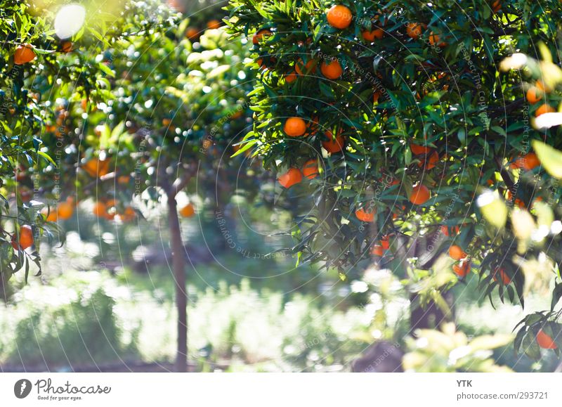 Citrus Garden III Umwelt Natur Pflanze Urelemente Erde Luft Sonne Sonnenlicht Frühling Sommer Klima Schönes Wetter Baum Gras Sträucher Blatt Blüte Grünpflanze