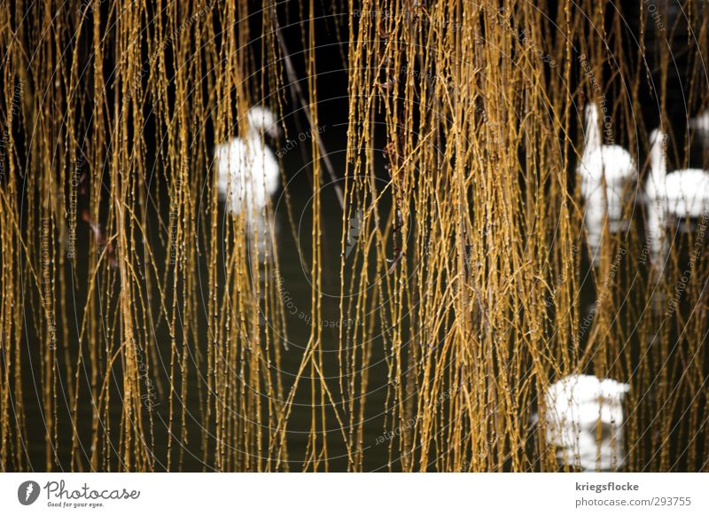 100% Naturgardine ruhig Schwimmen & Baden Pflanze Tier Wasser Baum Ast Fluss Schwan Tiergruppe entdecken Erholung elegant Frühlingsgefühle Sicherheit Schutz