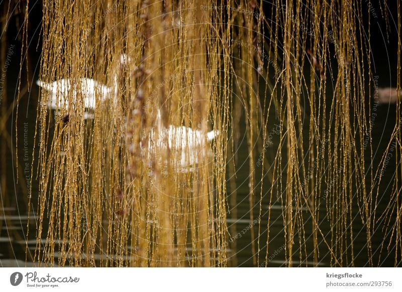 100% Naturvorhang ruhig Schwimmen & Baden Pflanze Tier Wasser Baum Ast Fluss Schwan 2 entdecken Erholung elegant Frühlingsgefühle Sicherheit Schutz Tierliebe