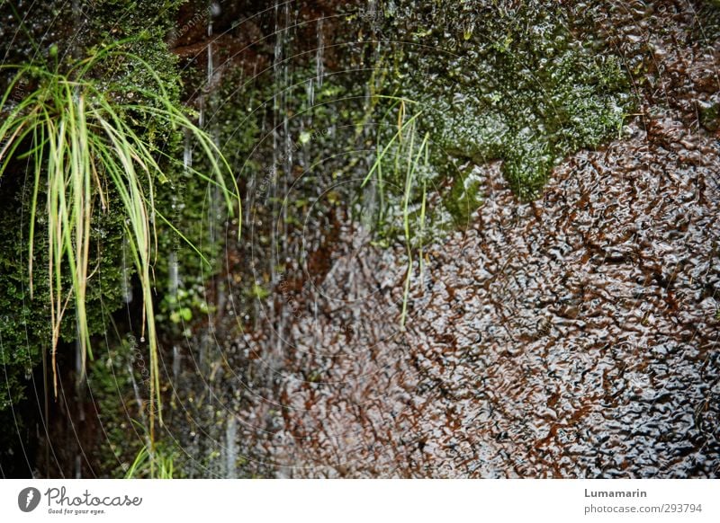 öko Umwelt Natur Pflanze Urelemente Erde Wasser Wassertropfen Gras Moos nass natürlich grün rein Umweltschutz Wachstum rieseln feucht Rinnsal ökologisch Biotop