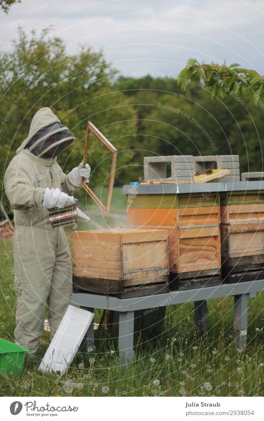 Imkerstand Rauch Bienenstock Imker Mensch 1 beobachten Rauchen außergewöhnlich Wiese Wiesenblume Imkerschleier Wald Farbfoto Außenaufnahme Tag