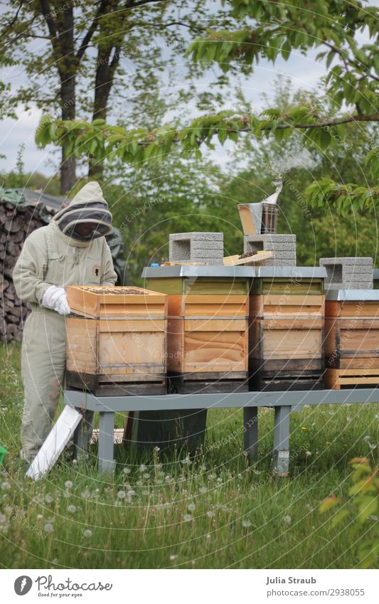 Imker bienenstand natur rauch maskulin 1 Mensch 30-45 Jahre Erwachsene Natur Pflanze Baum Wiese Feld beobachten Blick einzigartig grün Gelassenheit geduldig