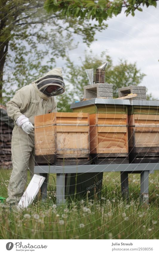 Bienenstand Imkern Wiese maskulin 1 Mensch 30-45 Jahre Erwachsene Natur Sommer Baum Gras beobachten Bewegung Blick grün Klima Bienenstock Imkerschleier