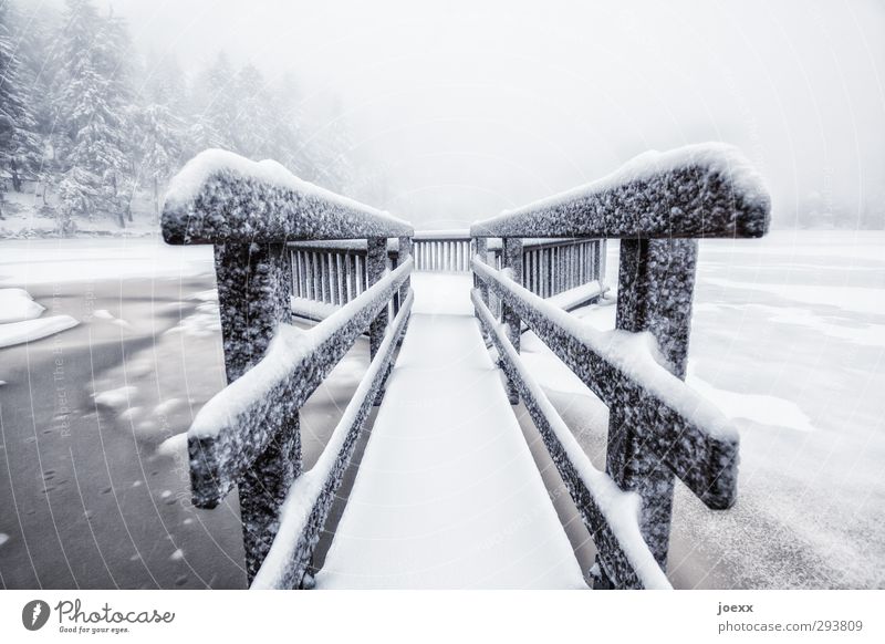 Phobia Natur Winter Wetter schlechtes Wetter Eis Frost Schnee Park Wald See schwarz weiß Angst kalt Wege & Pfade Farbfoto Gedeckte Farben Außenaufnahme