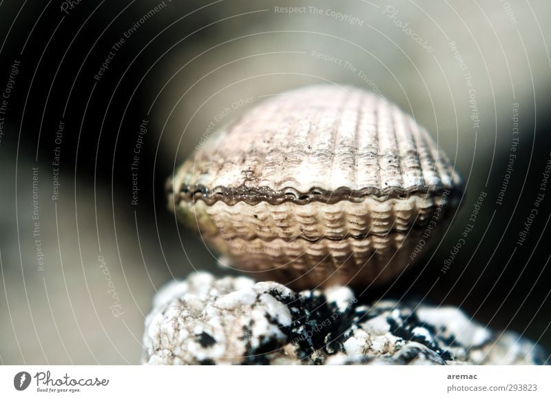 Tresor Natur Tier Küste Strand Meer grau Muschel Farbfoto Gedeckte Farben Außenaufnahme Nahaufnahme Makroaufnahme Menschenleer Tag Schwache Tiefenschärfe