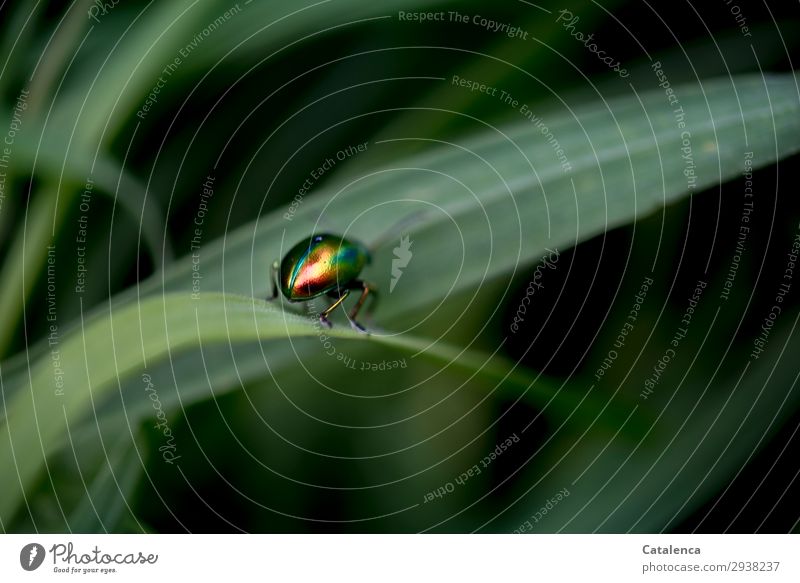 Glänzender Blattkäfer krabbelt auf einem Grashalm Natur Pflanze Tier Sommer Halm Garten Wiese Käfer Ovaläugiger Blattkäfer 1 krabbeln glänzend schön klein grün