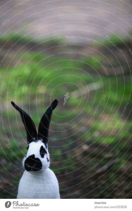 Osterhase Ostern Tier Haustier Nutztier Tiergesicht Fell Pfote Zoo Streichelzoo Hase & Kaninchen Osternest Osterei Ostermontag 1 Löffel schön kuschlig niedlich