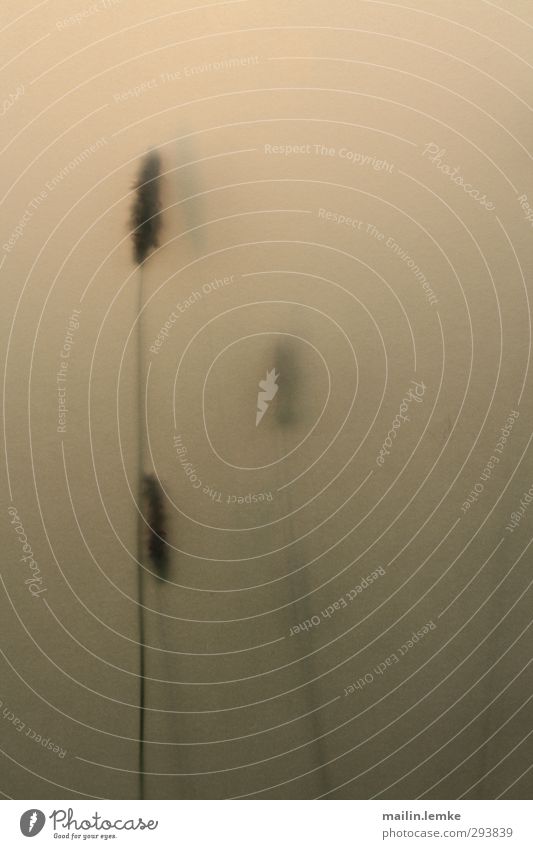 Grashalme Pflanze Blume Dämmerung gelb grün Dunst Nebel Schwache Tiefenschärfe Unschärfe Halm