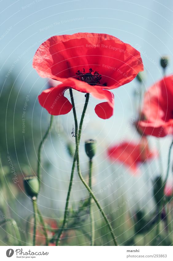 am Träumen Umwelt Natur Landschaft Pflanze Blume grün rot sommerlich Sommer Mohn Mohnblüte Mohnfeld Mohnkapsel Mohnblatt Schönes Wetter schön Farbfoto