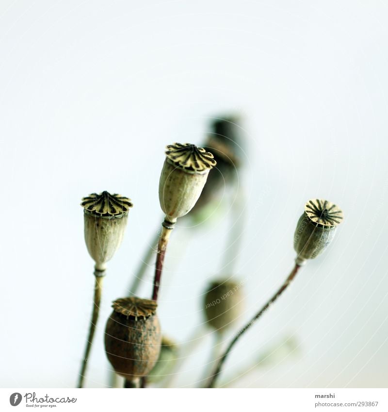 Mohntage Natur Pflanze Blume blau grün Mohnfeld Mohnkapsel Kapsel Freisteller Farbfoto Außenaufnahme Nahaufnahme Detailaufnahme Makroaufnahme Tag