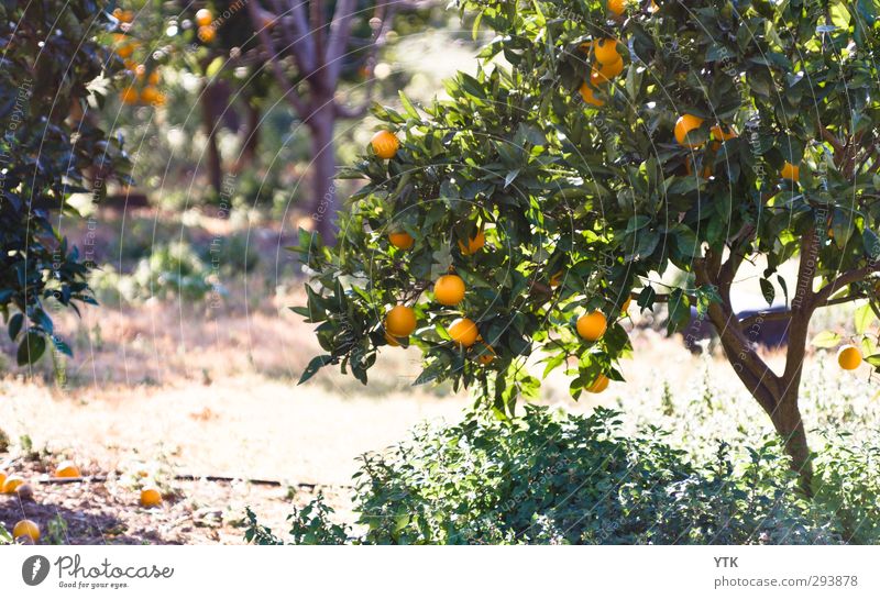 Citrus Garden IV Umwelt Natur Pflanze Urelemente Sand Luft Sonne Sonnenaufgang Sonnenuntergang Sonnenlicht Frühling Sommer Wetter Schönes Wetter Baum Gras