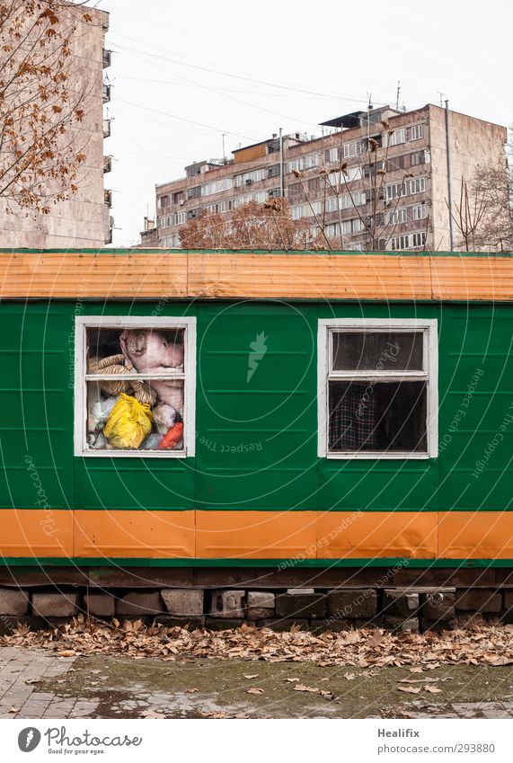 Economy vs. First Class Spielen Stofftiere Garten Baum Blatt Park Hochhaus Fassade Fell Tiger Bär Container Häusliches Leben Armut dreckig dunkel hässlich kalt