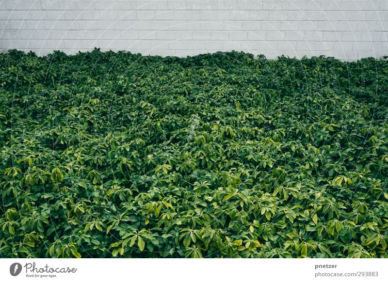 Brandung Umwelt Natur Pflanze Tier Frühling Sommer Gras Sträucher Blatt Garten Park Kleinstadt Stadt Mauer Wand ästhetisch Kunst mehrfarbig Außenaufnahme