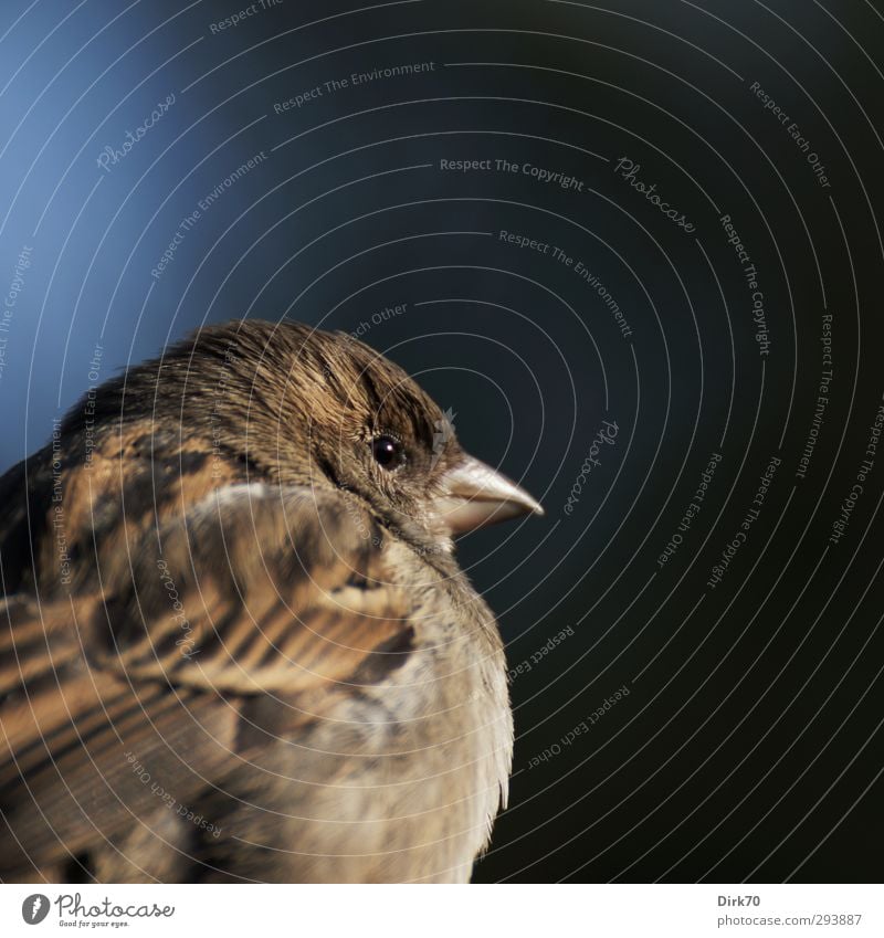 Schulterblick vom Spatz Tier Sonnenlicht Winter Wildtier Vogel Sperlingsvögel Haussperling Singvögel Tierporträt 1 beobachten Blick frech frei klein listig