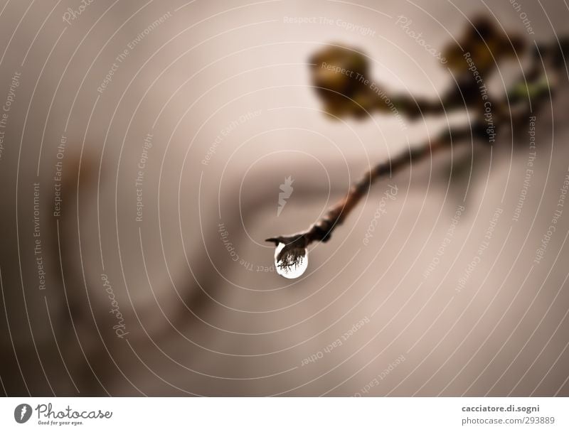 only one drop Pflanze Wassertropfen Herbst Wetter schlechtes Wetter Regen Sträucher Tropfen dunkel einfach nass rund braun grau sparsam Hoffnung Traurigkeit