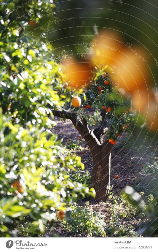 The Forbitten. Kunst ästhetisch Zufriedenheit Orange Orangensaft Orangenbaum Orangenhain Ernte Gesunde Ernährung Mallorca Spanien Saison Natur Ackerbau