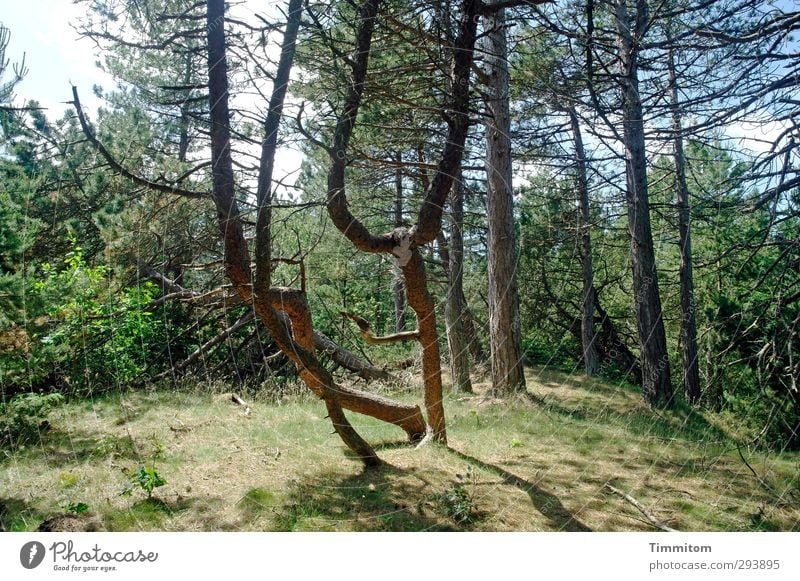 Fighting Trees Ferien & Urlaub & Reisen Ausflug Umwelt Natur Pflanze Baum Gras Sträucher Wald Dänemark kämpfen Aggression authentisch natürlich grün Gefühle