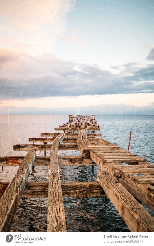 Steg Natur Landschaft blau rosa Stimmung Vogel Holz alt Meer Horizont Puntarenas Punta Arenas Chile Südamerika Wolken Tourismus Farbfoto Außenaufnahme