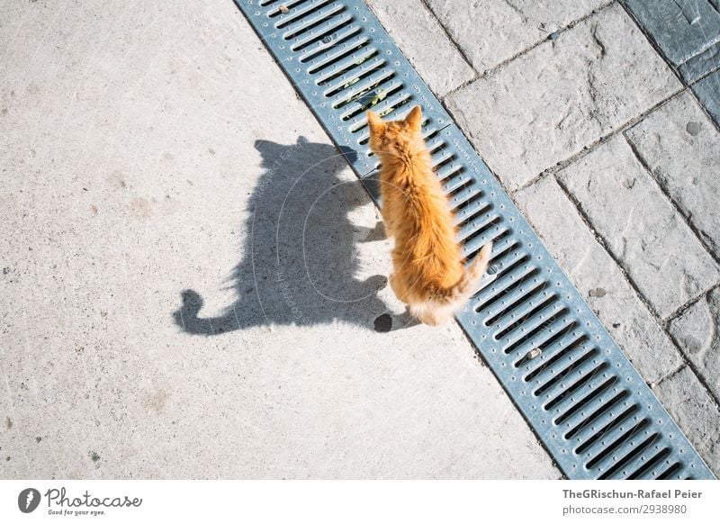 Katze Tier 1 braun orange schwarz Tierjunges Schatten Schattenspiel Licht Spielen ästhetisch Neugier Schwanz laufen Farbfoto Außenaufnahme Menschenleer