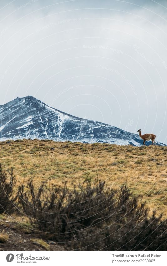 Guanaco Tier 1 blau braun grau grün schwarz weiß Patagonien Chile Reisefotografie wandern Außenaufnahme guanaco Körperhaltung Berge u. Gebirge Steppe Schnee