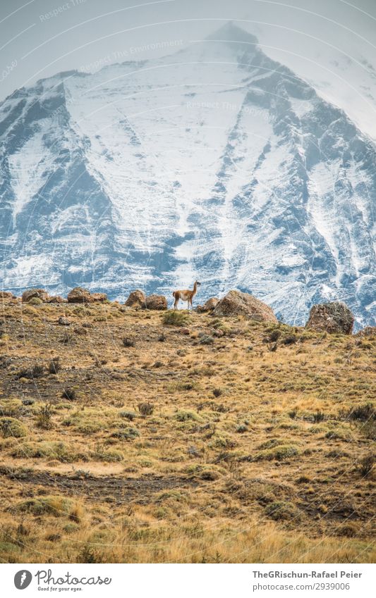 Guanaco Tier 1 braun grün schwarz silber weiß Patagonien Chile Südamerika guanaco guanako Lama Alpaka Silhouette Berge u. Gebirge Außenaufnahme Steppe Stein