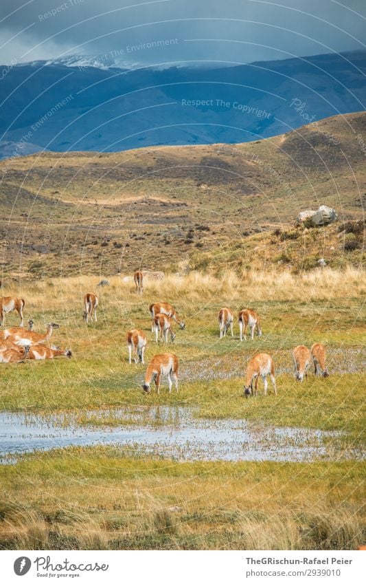 Guanaco Herde Tier Tiergruppe blau braun grün Patagonien Lama Alpaka Außenaufnahme Fressen trinken guanako guanaco Stein Steppe Hügel Berge u. Gebirge