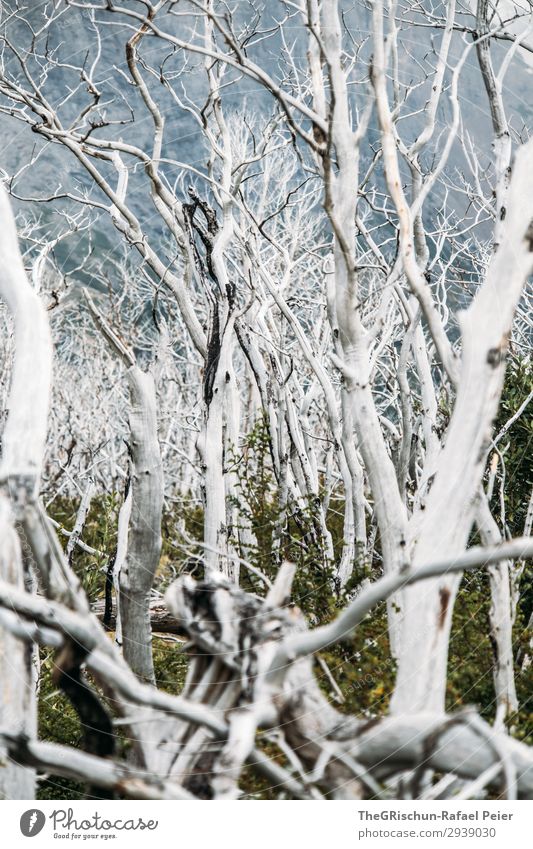 Geisterwald Umwelt Natur Landschaft alt ästhetisch weiß Wald schön bedrohlich Tod neues leben Patagonien Chile Torres del Paine NP Tourismus wandern verbrannt