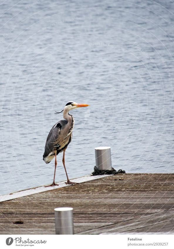 Graureiher Umwelt Natur Tier Urelemente Wasser Frühling See Wildtier Vogel Flügel frei nah nass natürlich blau grau orange weiß Feder Schnabel Steg Holz Metall