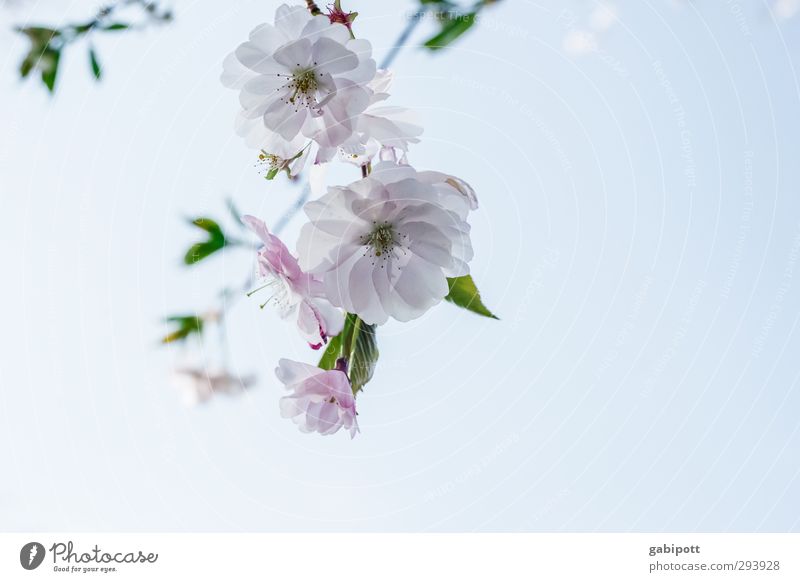 Frühling olé Natur Pflanze Wolkenloser Himmel Schönes Wetter Baum Blatt Blüte Kirschblüten Blühend schön Wärme blau rosa Frühlingsgefühle Vorfreude Beginn Farbe