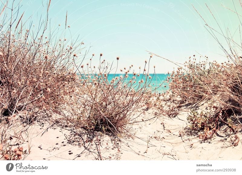 Hinter der Düne Ferien & Urlaub & Reisen Tourismus Ausflug Freiheit Umwelt Natur Landschaft Pflanze Sand Wasser Himmel Küste Strand Meer Blick Schwimmen & Baden